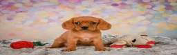 Beaglier dogs for sale: Brianna - Ad 3