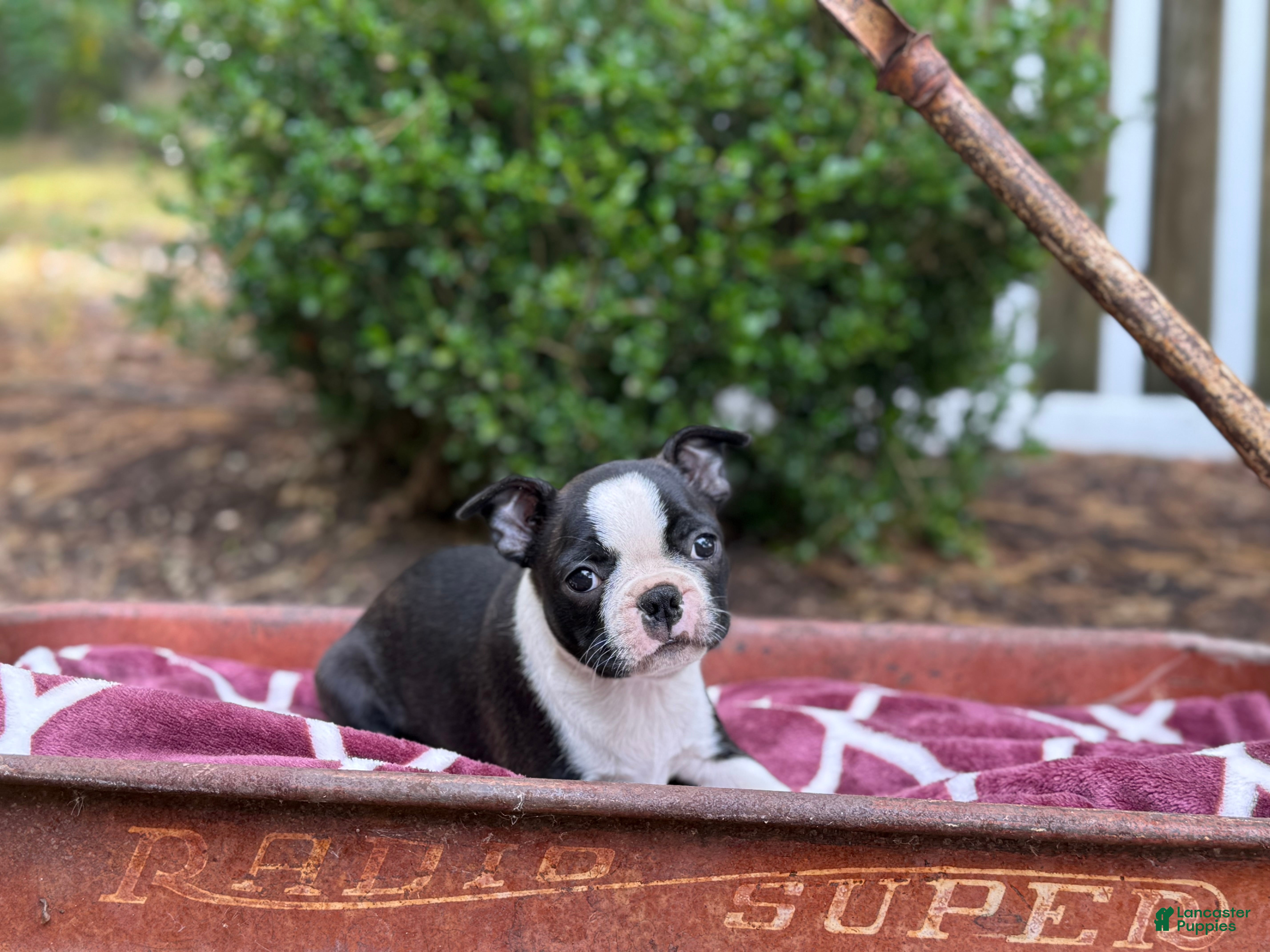 Family Puppy Female Boston Terrier Puppy Boston Terrier Puppies
