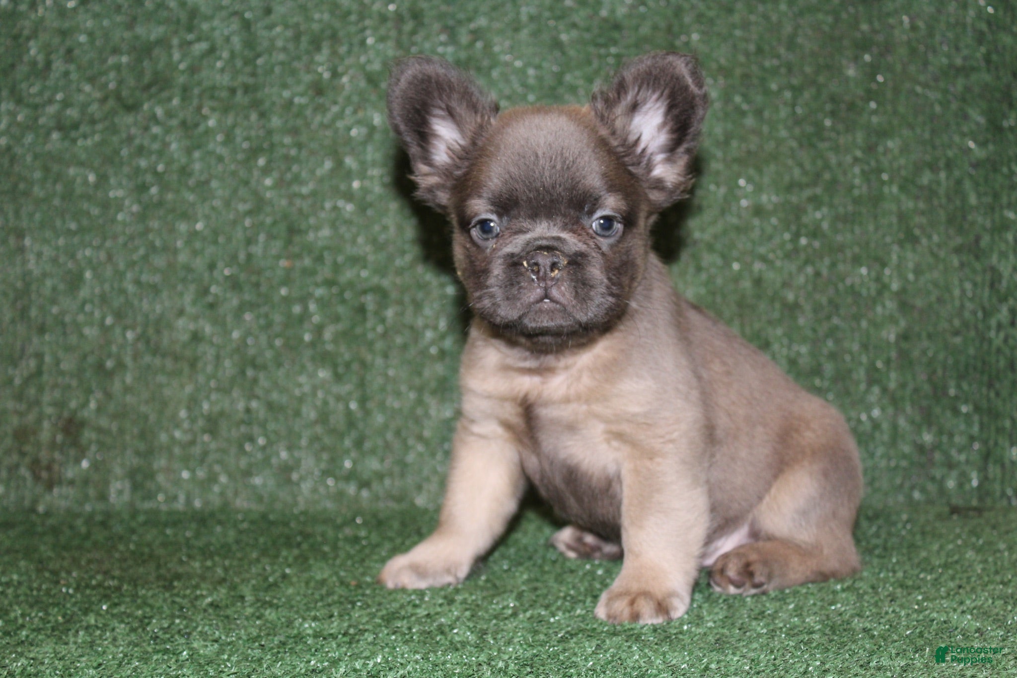 French Bulldog dogs French Bulldog 4 - Ad 1