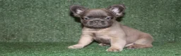 French Bulldog dogs for sale: French Bulldog 4 - Ad 1