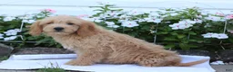 Mini Goldendoodle dogs for sale: Judy - Ad 3