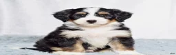 Mini Bernedoodle dogs for sale: Bennett - Ad 1