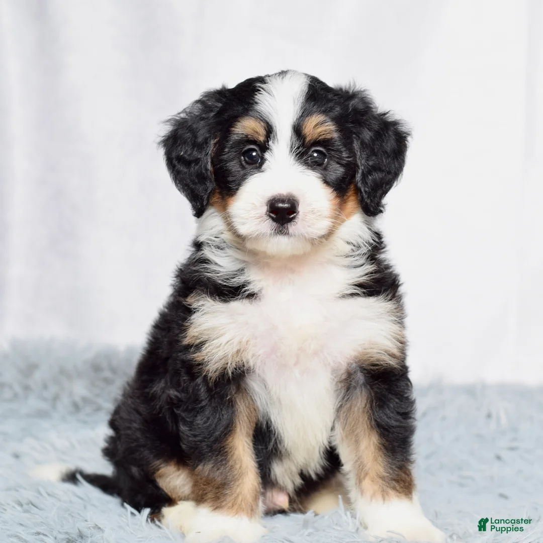 Mini Bernedoodle dogs for sale: Bennett - Ad 1