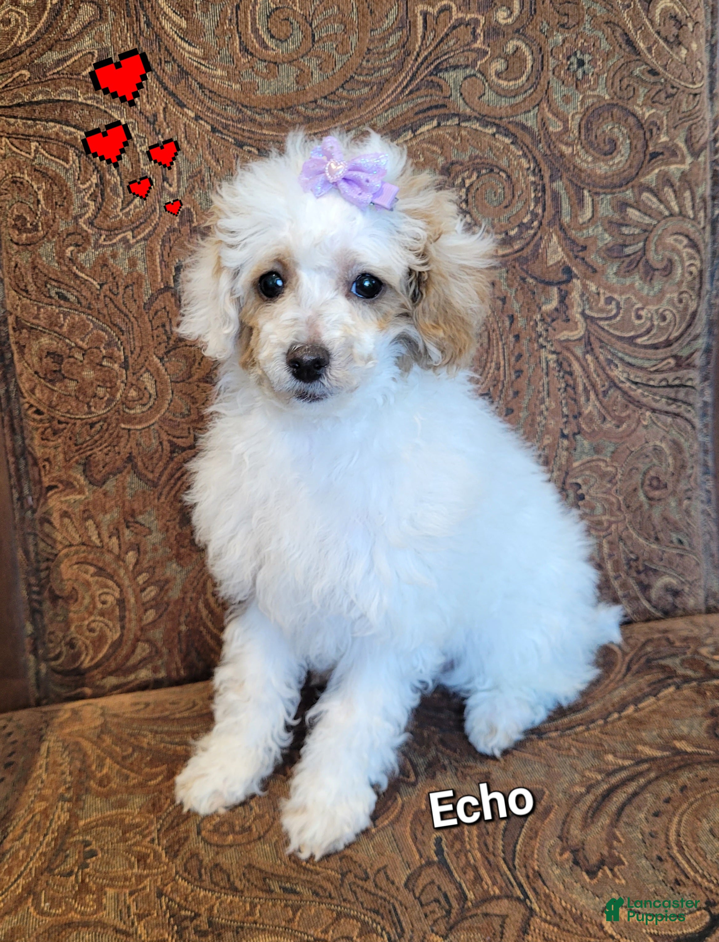 Miniature Poodle dogs Echo  - Ad 31