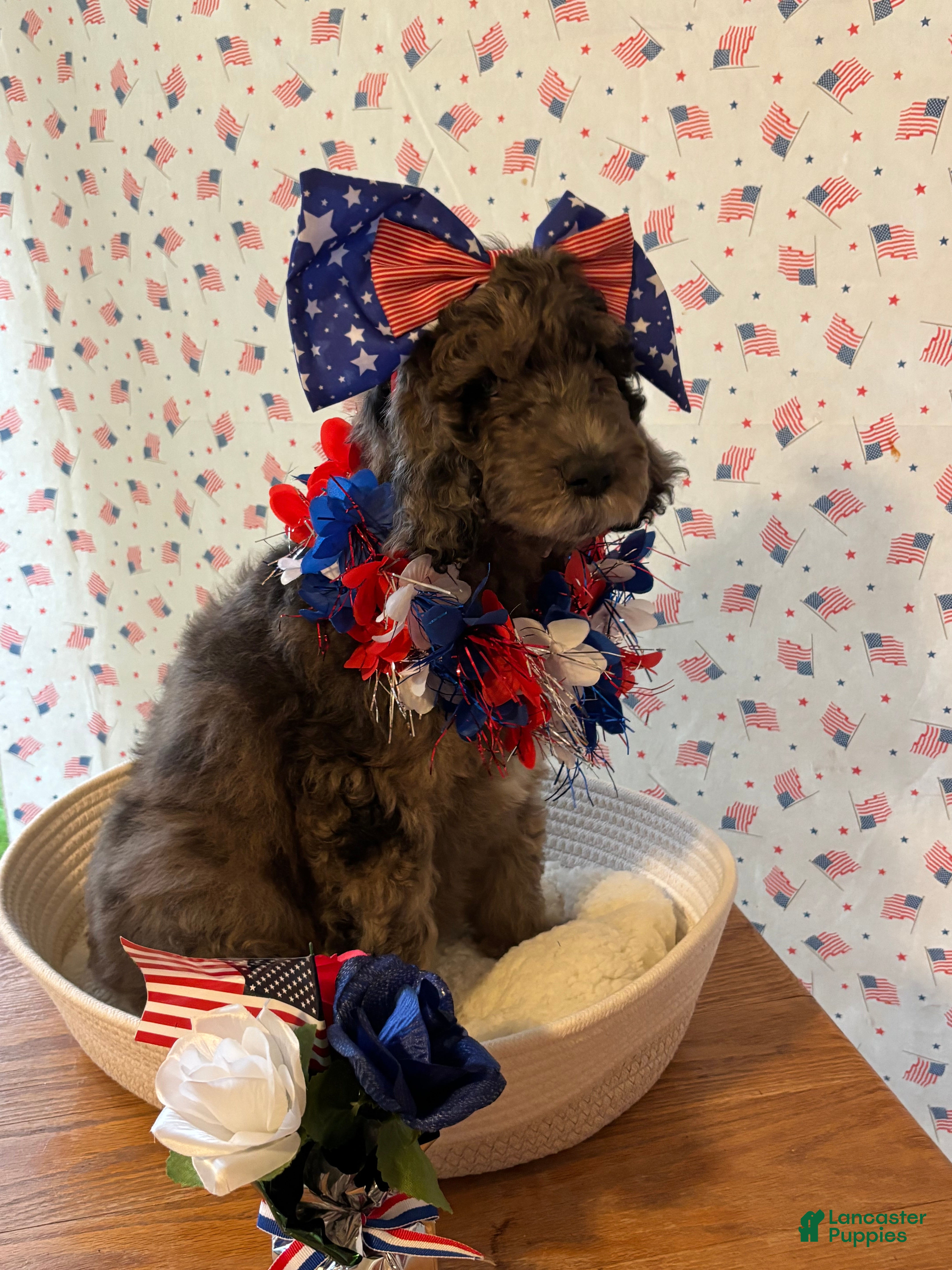Bernedoodle dogs Brownie - Ad 2