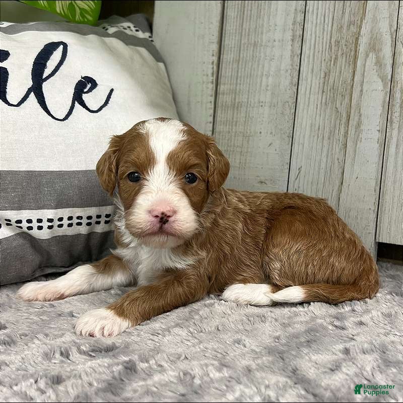 Mini Goldendoodle dogs Goldendoodle Puppy 2 - Ad 2