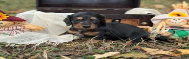 Black & Tan long hair