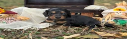 Miniature Dachshund dogs for sale: Black & Tan long hair - Ad 1