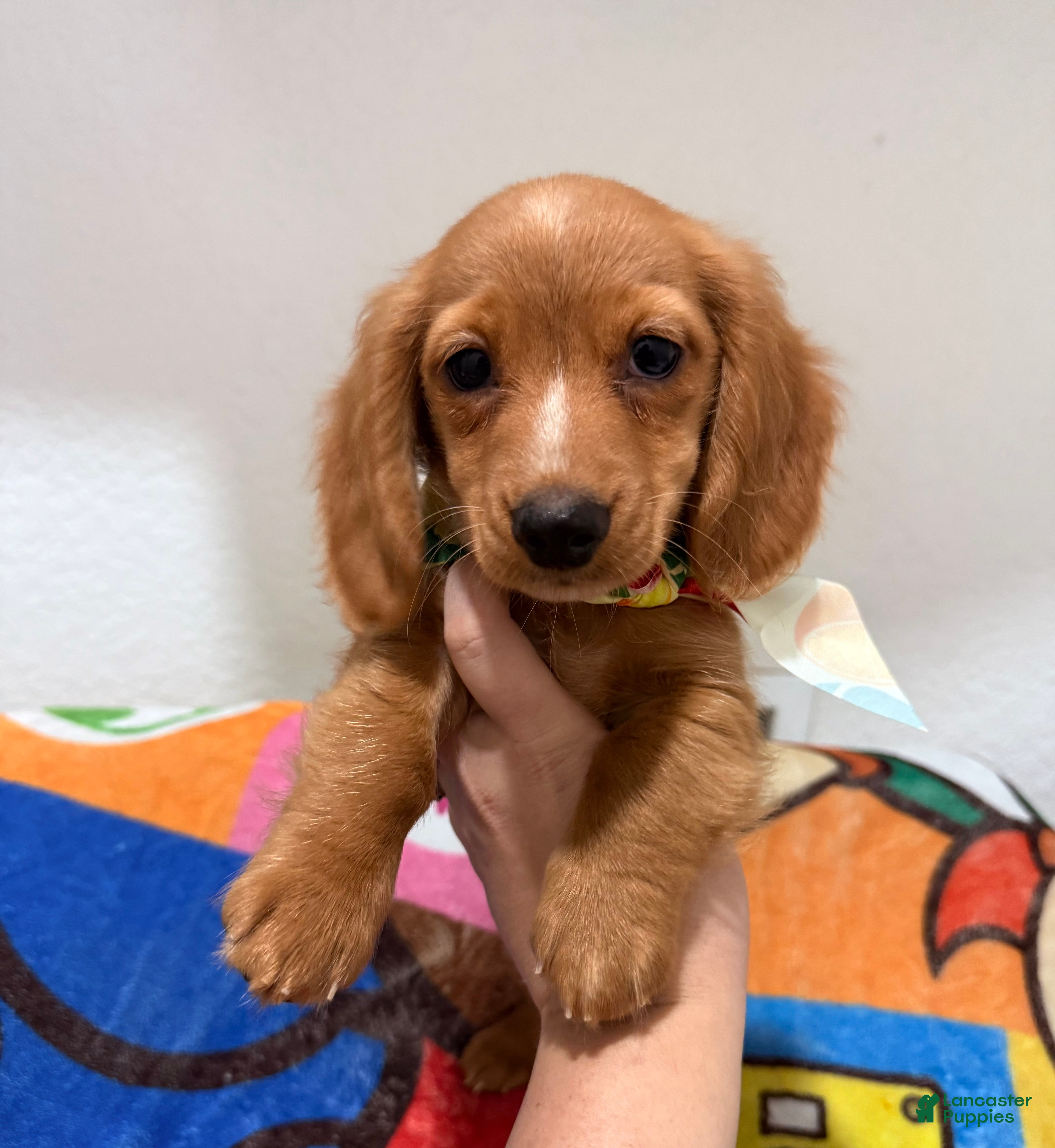 Miniature Dachshund dogs Mini Dachshund Boy 1 - Ad 1