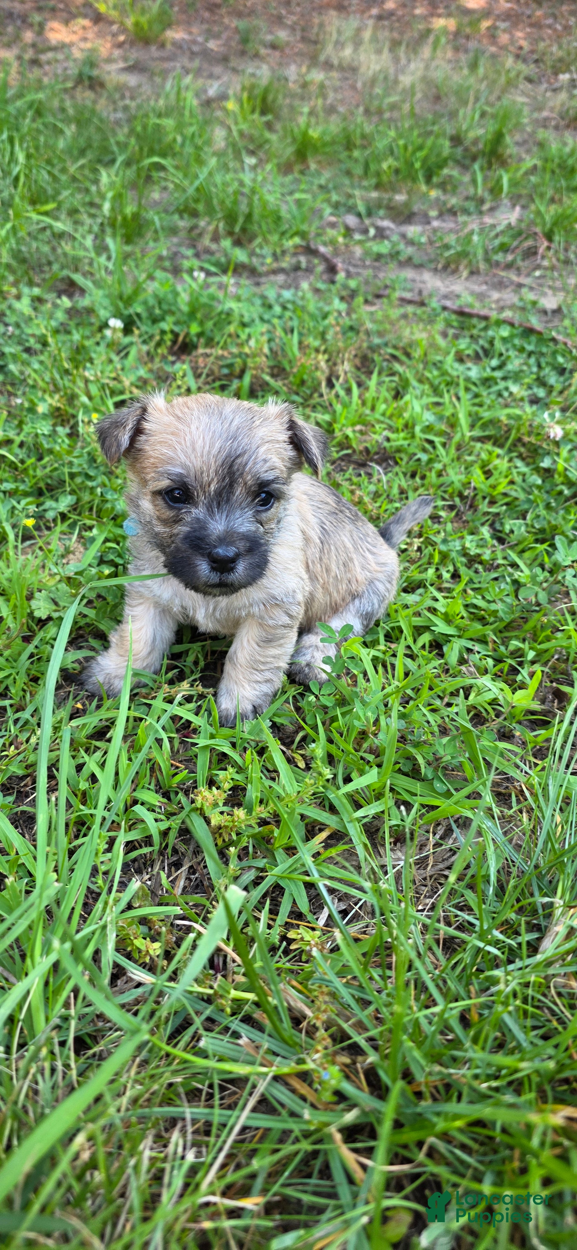 Cairn Terrier dogs Light Sky  - Ad 1