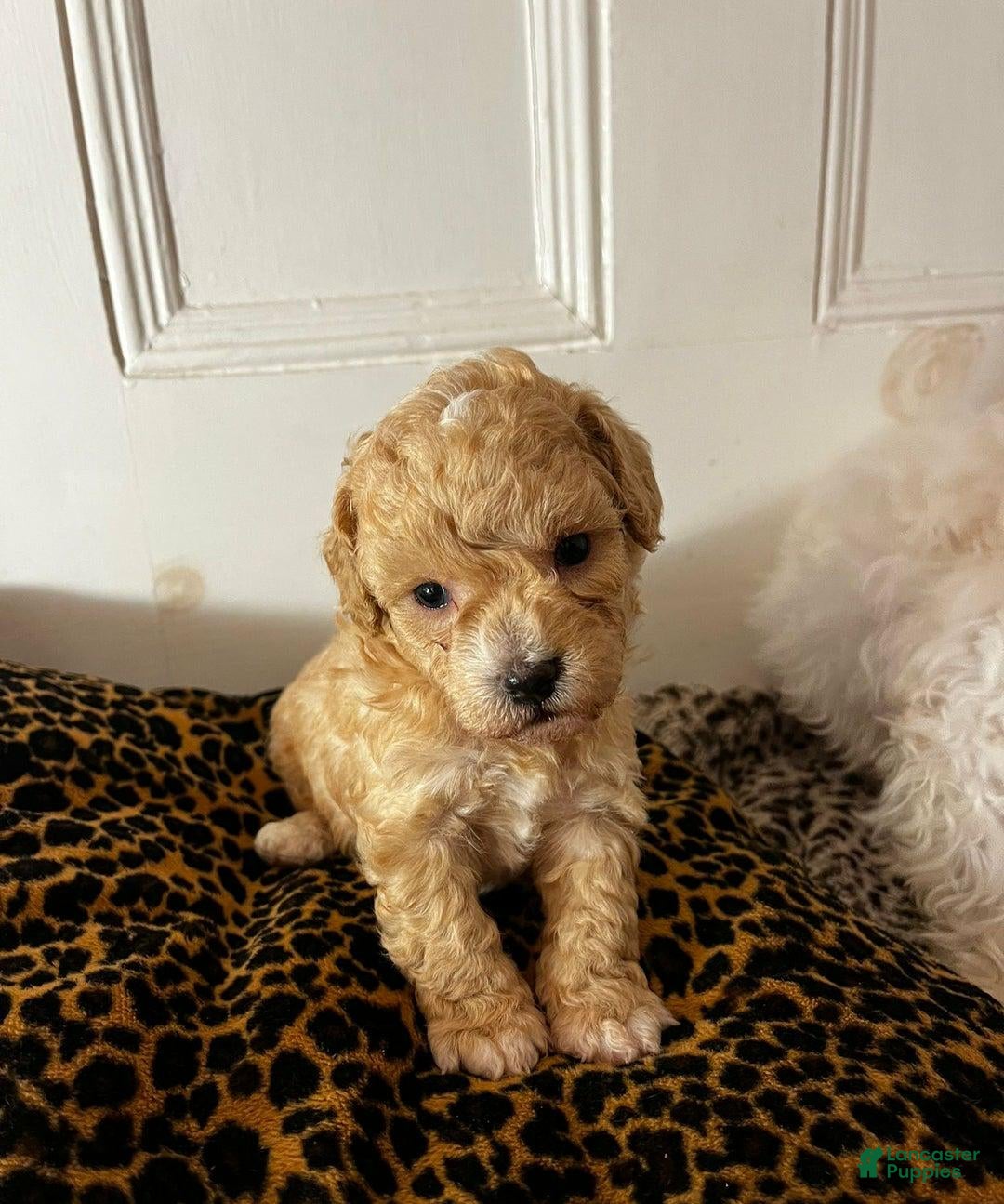 Maltipoo dogs Sara - Ad 22