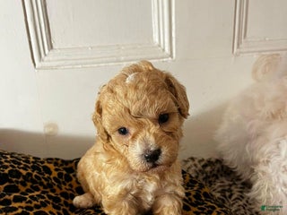 Maltipoo dogs Sara - Ad 35