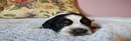 English Springer Spaniel dogs for sale: Jo - Ad 4