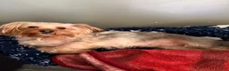 Yorkshire Terrier dogs for sale: Yorkshire Terrier Puppy 3 - Ad 2