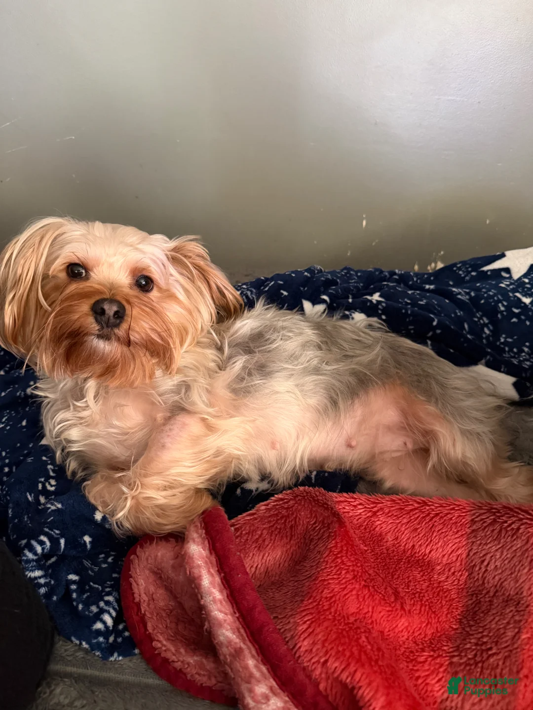 Yorkshire Terrier dogs for sale: Yorkshire Terrier Puppy 3 - Ad 2