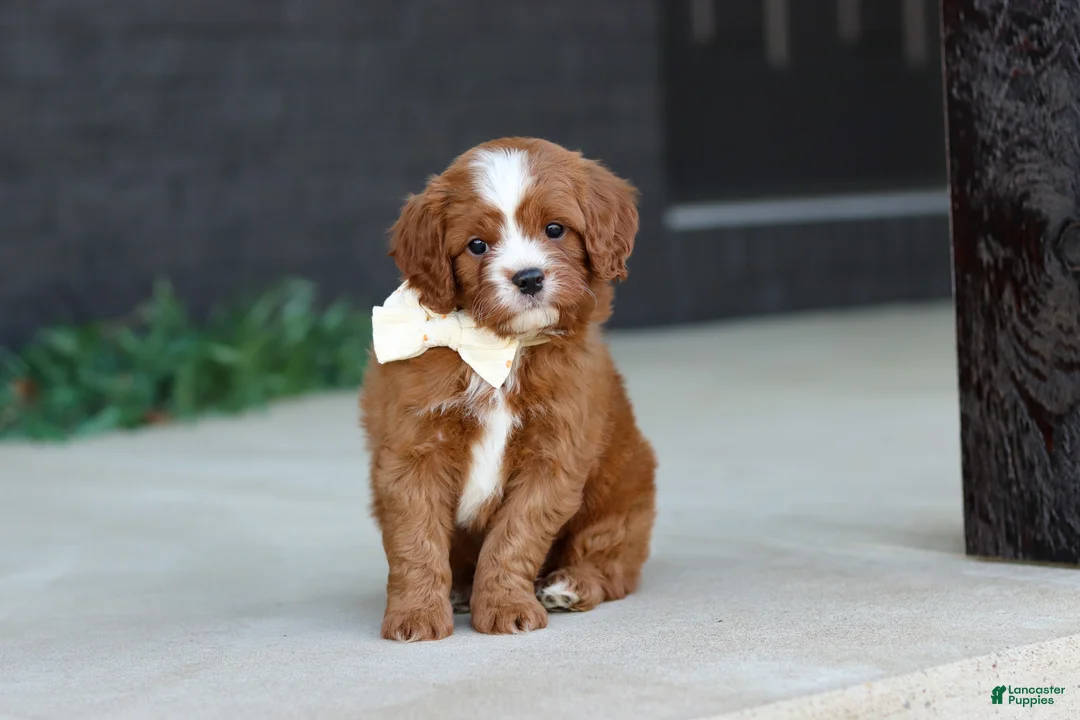 Cavapoo dogs for sale: Mickey - Ad 1