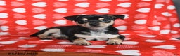 Chihuahua dogs for sale: Jackie - Ad 5