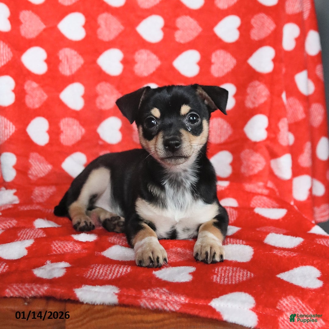 Chihuahua dogs for sale: Jackie - Ad 5