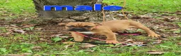 Mixed Breed dogs for sale: ZION - Ad 4