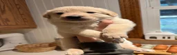 Mixed Breed dogs for sale: Lavender Collar - Ad 8