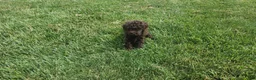 Mini Goldendoodle dogs for sale: Kane - Ad 5