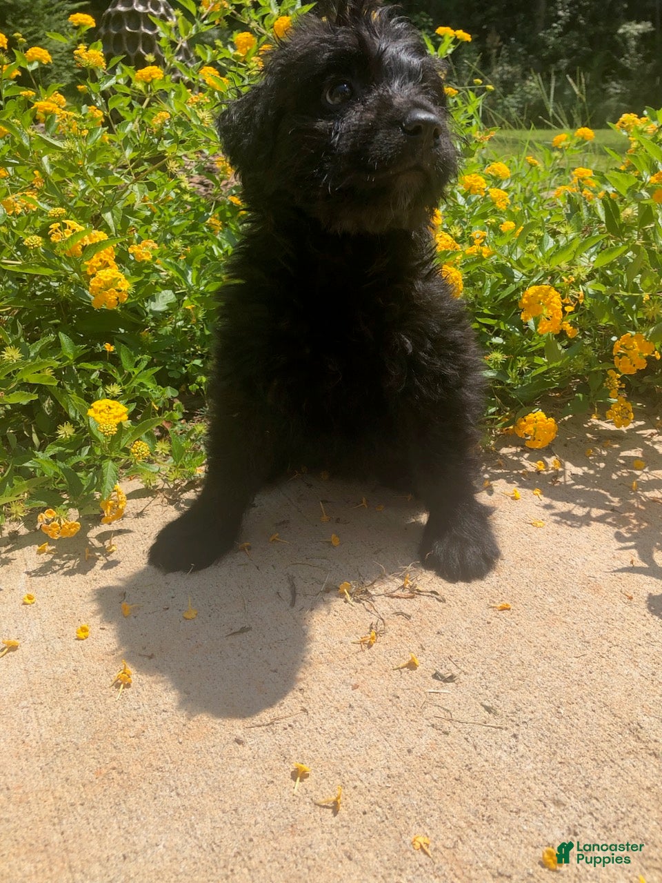 Bouvier Des Flandres dogs Bouvier Des Flandres Girl 3 - Ad 1