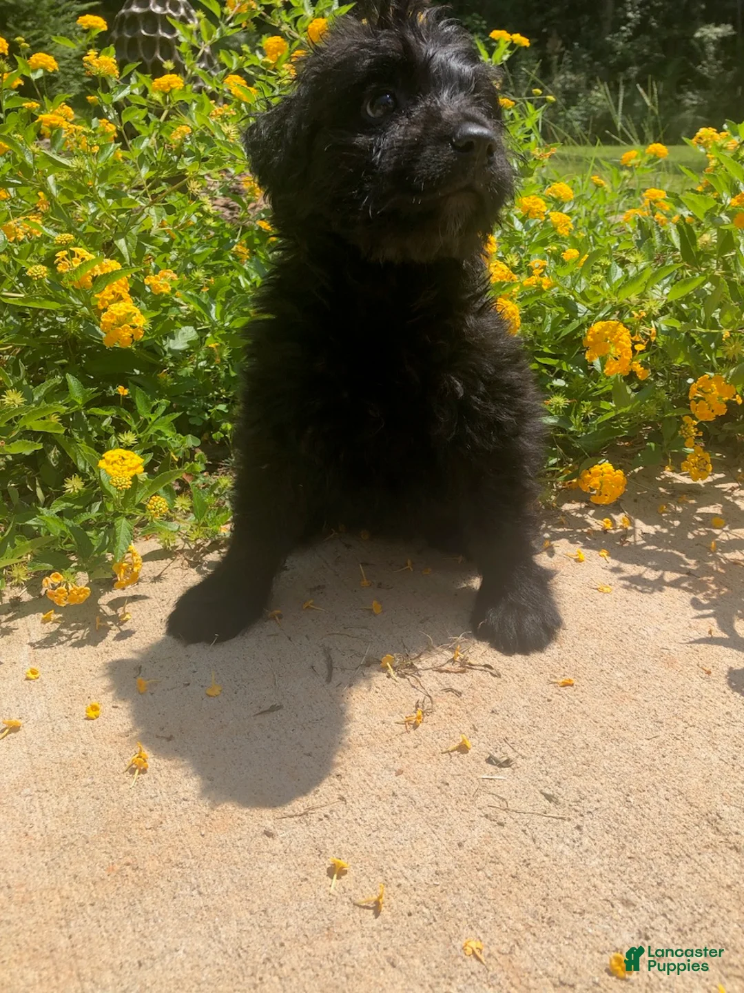 Bouvier Des Flandres dogs for sale: Bouvier Des Flandres Girl 3 - Ad 1