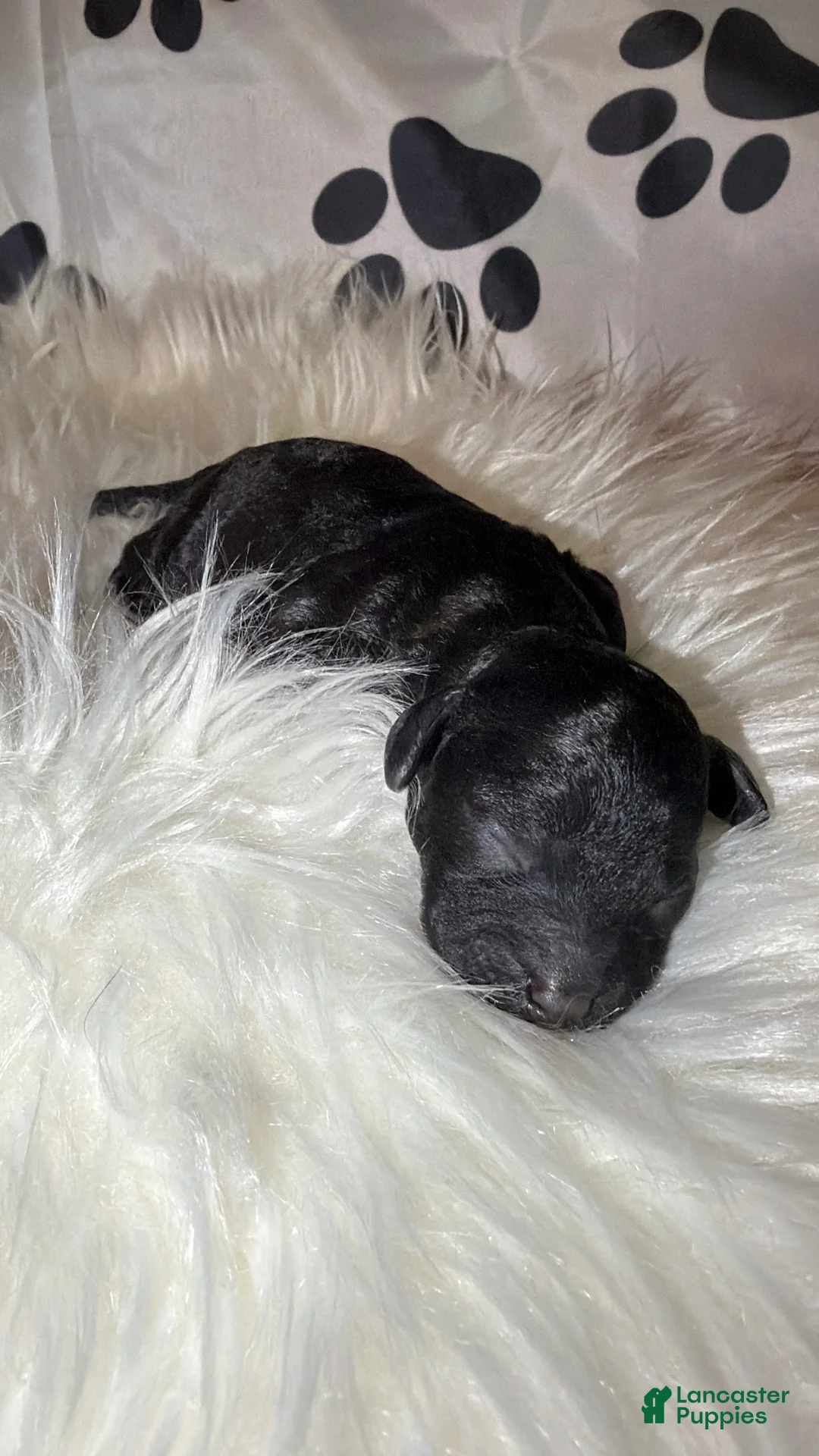 Toy Poodle dogs for sale: Italy  - Ad 1