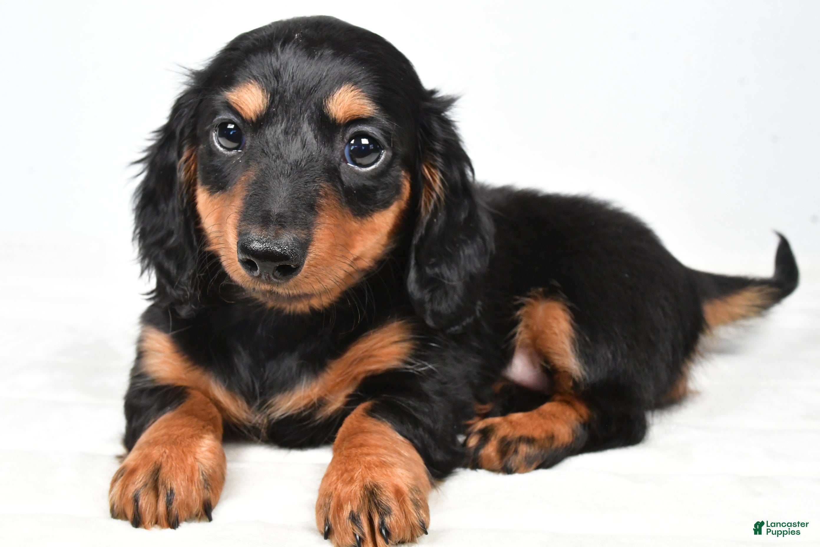 Miniature Dachshund dogs Clover - Ad 2