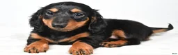 Miniature Dachshund dogs for sale: Clover - Ad 2