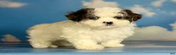 Shihpoo dogs for sale: Blue eyed Jack - Ad 3