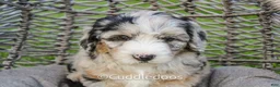 Sheepadoodle dogs for sale: Marigold - Ad 3