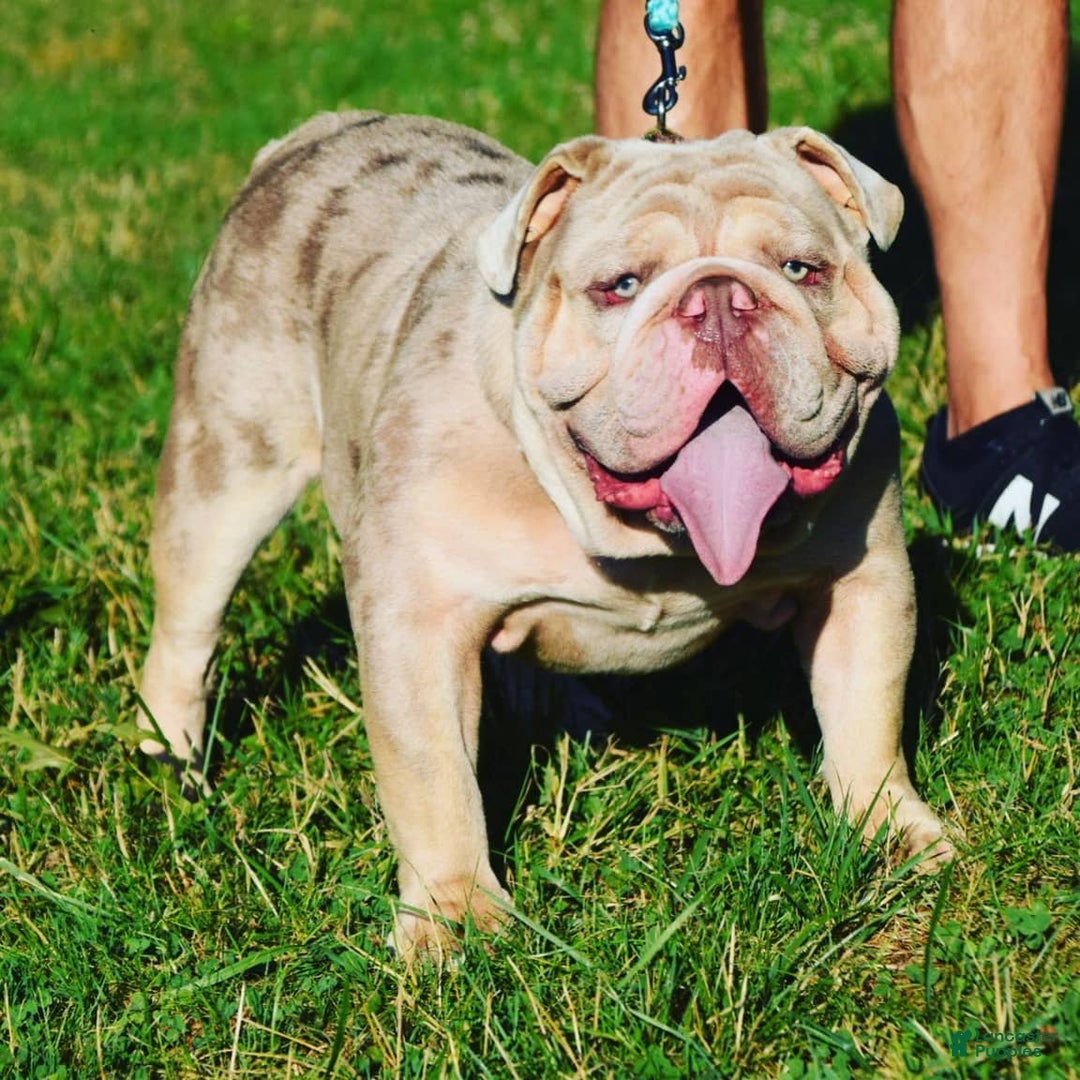 Old English Sheepdog dogs for stud: Skydrives Yoshi - Image 1