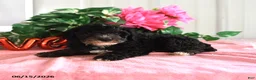 Miniature Poodle dogs for sale: Bessie - Ad 4