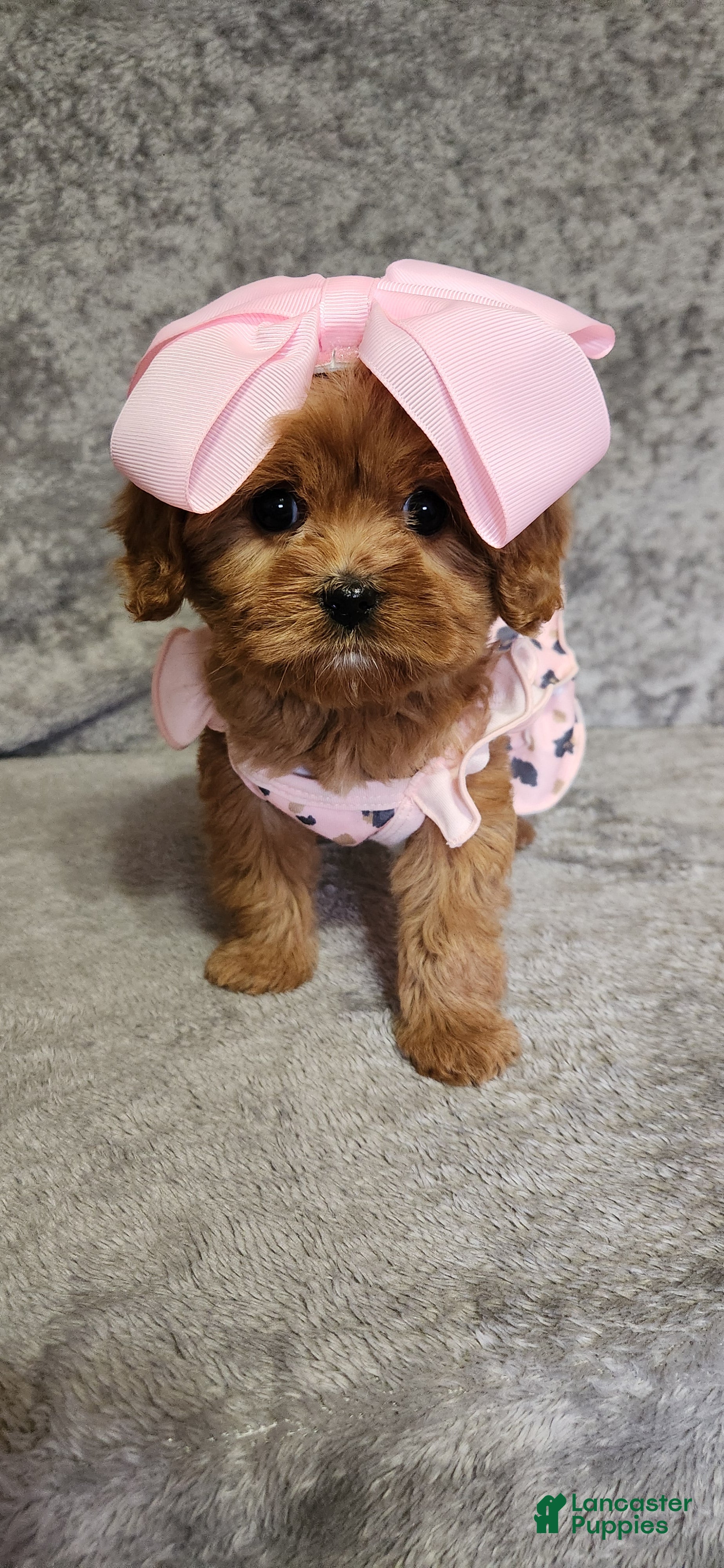 Cavapoo dogs Diamond 💎  - Ad 1