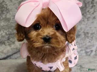 Cavapoo dogs for sale: Diamond 💎 - Ad 1