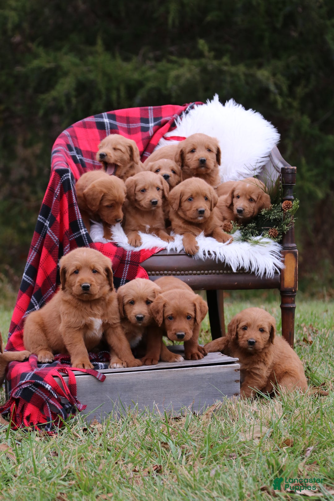 Labradoodle dogs for sale: Holly - Ad 5