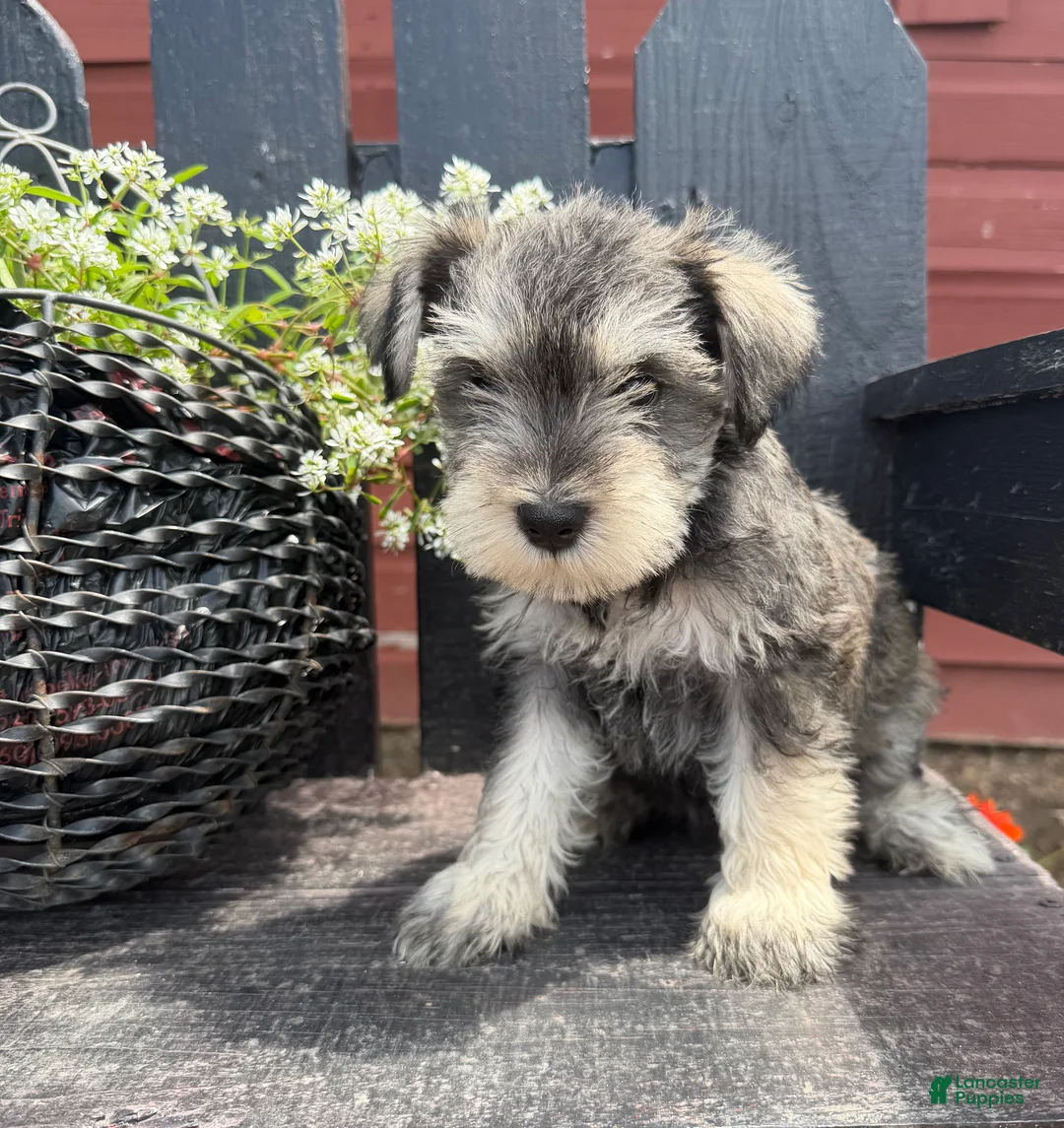 Miniature Schnauzer dogs for sale: Jenny - Ad 1