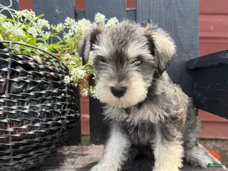 Miniature Schnauzer dogs for sale: Jenny - Ad 3