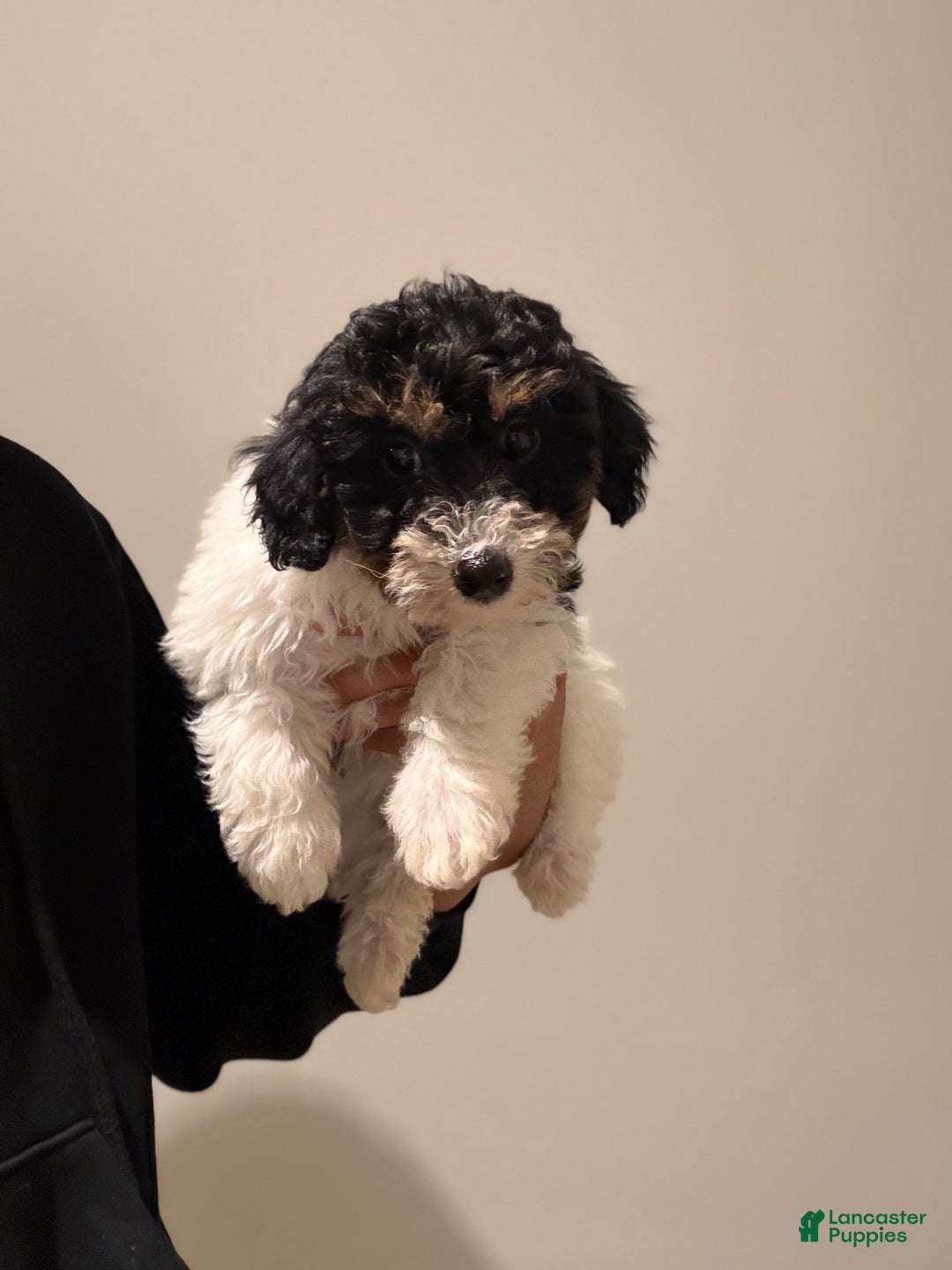 Toy Poodle dogs for sale: Chanel - Ad 3