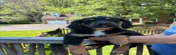 Mixed Breed dogs for sale: Bruce - Ad 6