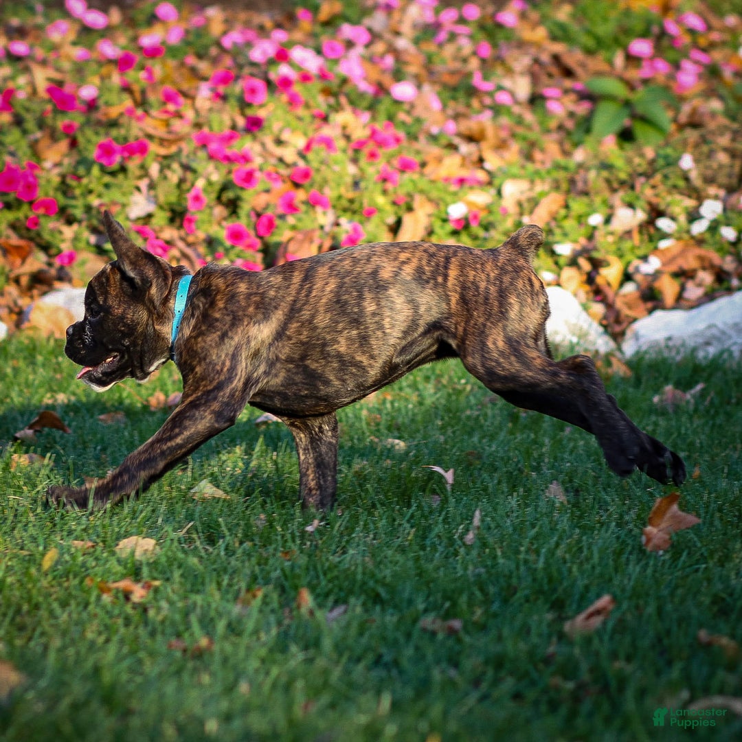 Boxer dogs for sale: Gracie - Ad 2