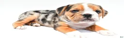 Beabull dogs for sale: Romeo - Ad 3