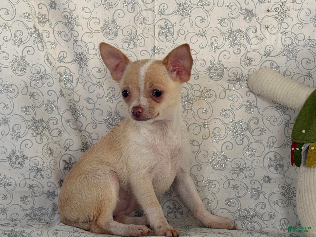Chihuahua dogs for sale: Kora - Ad 4