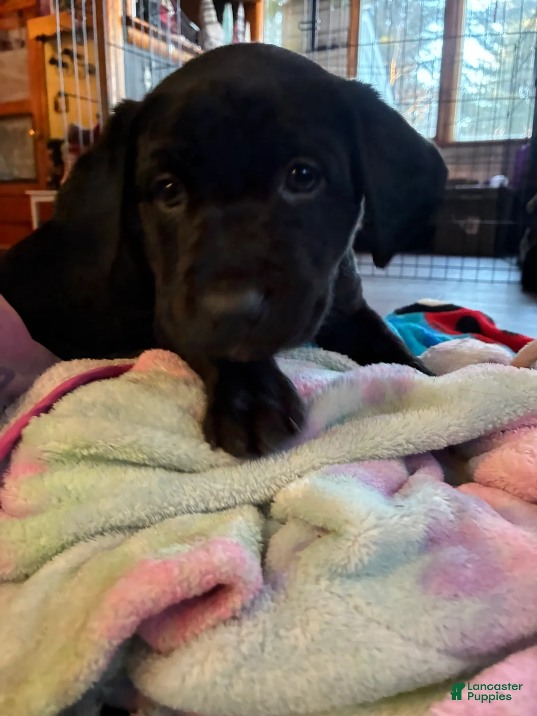 Mixed Breed dogs for sale: Brutus  - Ad 2