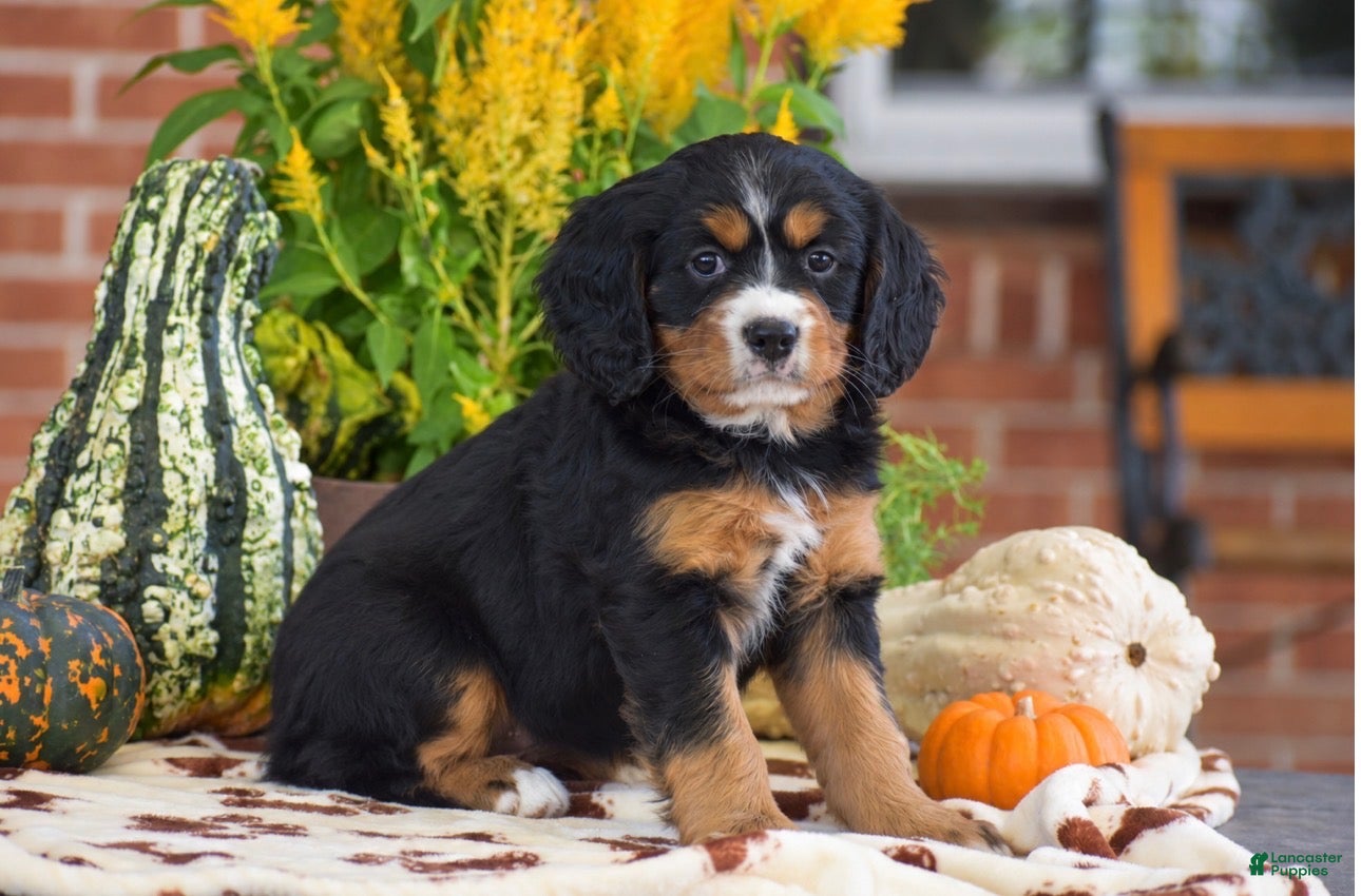 Miniature Bernese Mountain Dog dogs Lori - Ad 2