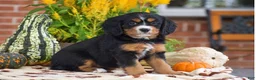 Miniature Bernese Mountain Dog dogs for sale: Lori - Ad 2
