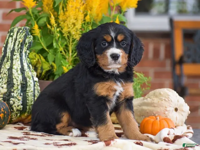 Miniature Bernese Mountain Dog dogs Lori - Ad 2