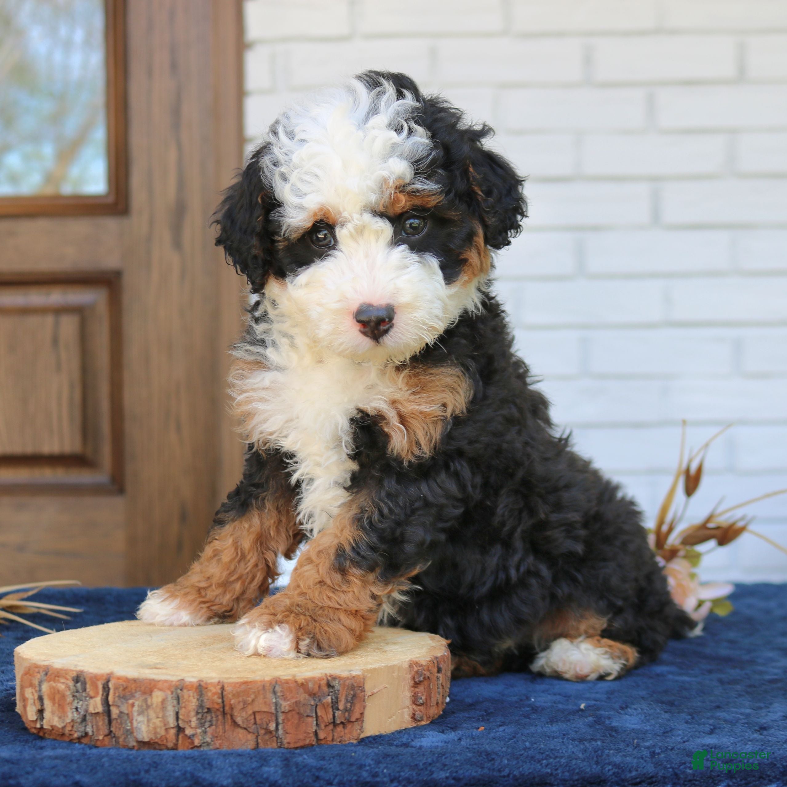Mini Bernedoodle dogs Bentley  - Ad 2