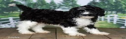 Cavapoo dogs for sale: Taylor - Ad 3